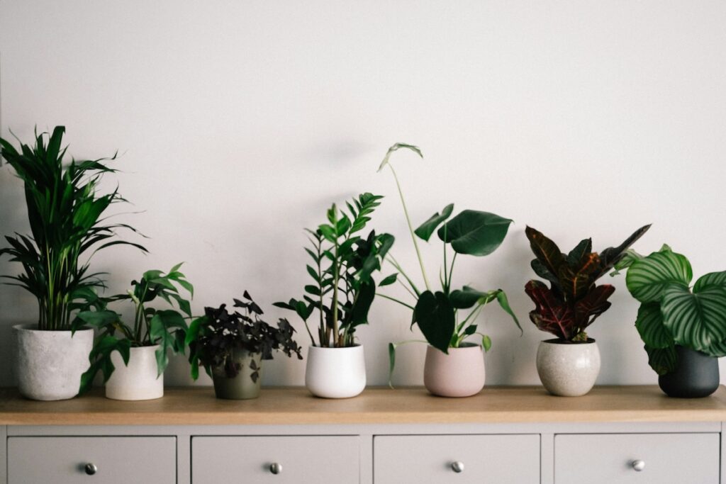 house plants that don't like coffee