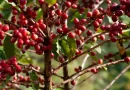 coffee cherries on a tree