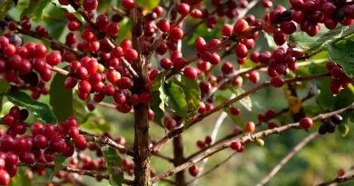 coffee cherries on a tree