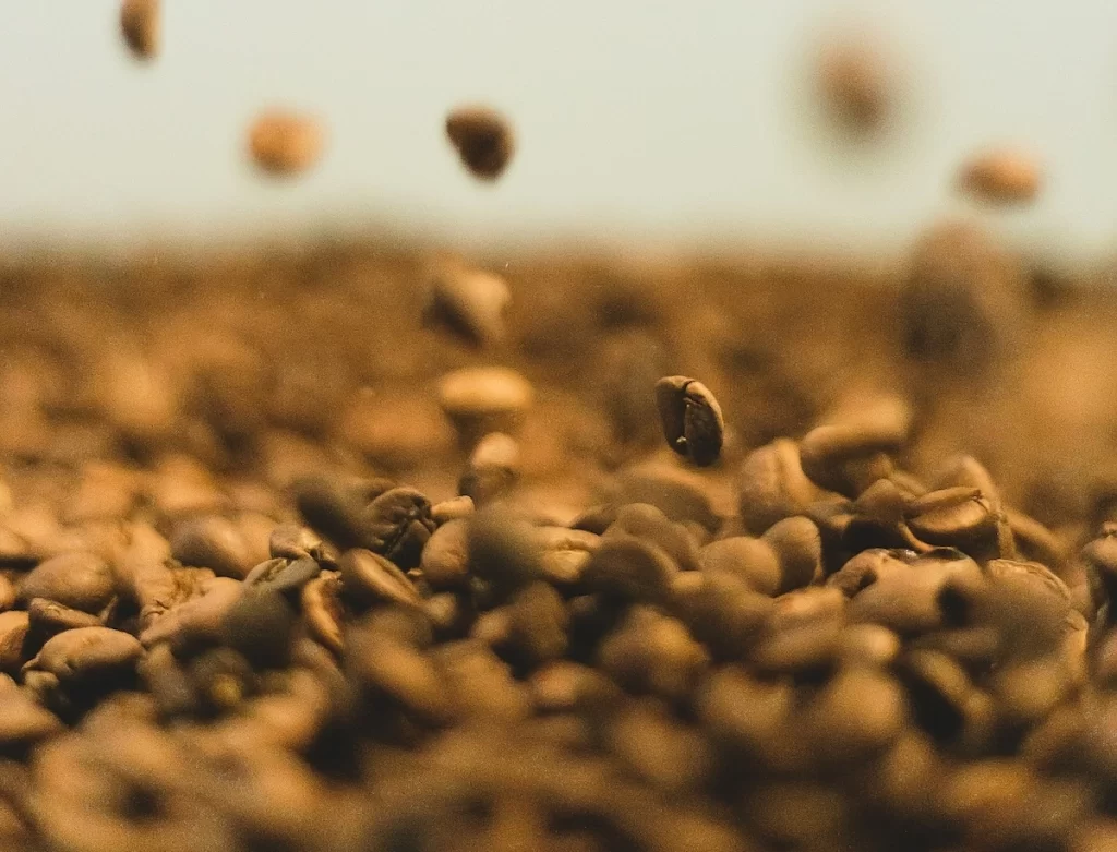 robusta coffee beans