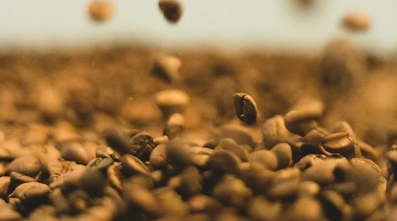 robusta coffee beans
